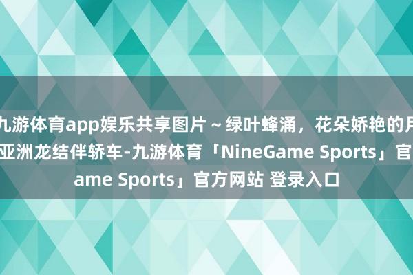 九游体育app娱乐共享图片～绿叶蜂涌，花朵娇艳的月季花，请玩赏！亚洲龙结伴轿车-九游体育「NineGame Sports」官方网站 登录入口